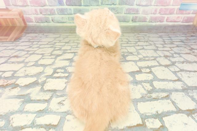 東京都のスコティッシュフォールド (Coo&RIKU板橋店/2026年2月9日生まれ/男の子/クリーム)の子猫の4枚目の画像