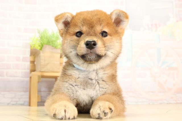 静岡県の柴犬(標準サイズ) (Coo&RIKU藤枝店/2026年2月17日生まれ/男の子/赤)の子犬