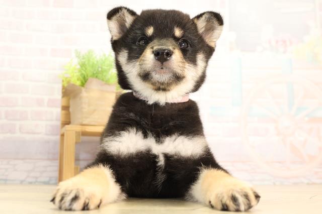 茨城県の柴犬(標準サイズ) (Coo&RIKU日立店/2026年2月13日生まれ/女の子/黒)の子犬の1枚目の画像