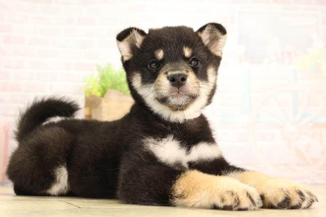 茨城県の柴犬(標準サイズ) (Coo&RIKU日立店/2026年2月13日生まれ/女の子/黒)の子犬の2枚目の画像