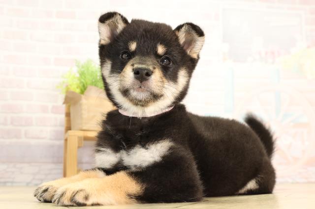 茨城県の柴犬(標準サイズ) (Coo&RIKU日立店/2026年2月13日生まれ/女の子/黒)の子犬の3枚目の画像