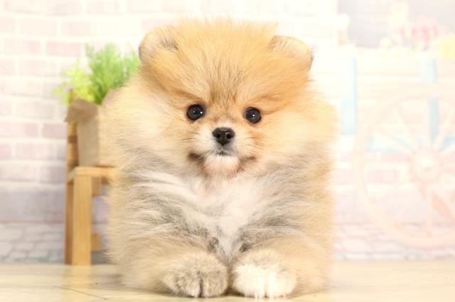 岐阜県のポメラニアン (Coo&RIKU岐南店/2026年2月16日生まれ/女の子/オレンジセーブル)の子犬の1枚目の画像