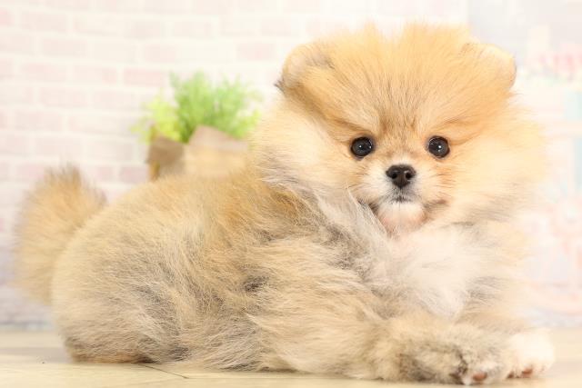 岐阜県のポメラニアン (Coo&RIKU岐南店/2026年2月16日生まれ/女の子/オレンジセーブル)の子犬の2枚目の画像