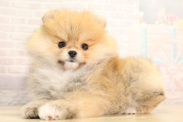 岐阜県のポメラニアン (Coo&RIKU岐南店/2026年2月16日生まれ/女の子/オレンジセーブル)の子犬の3枚目の画像