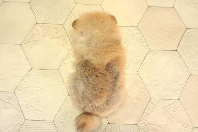 岐阜県のポメラニアン (Coo&RIKU岐南店/2026年2月16日生まれ/女の子/オレンジセーブル)の子犬の4枚目の画像