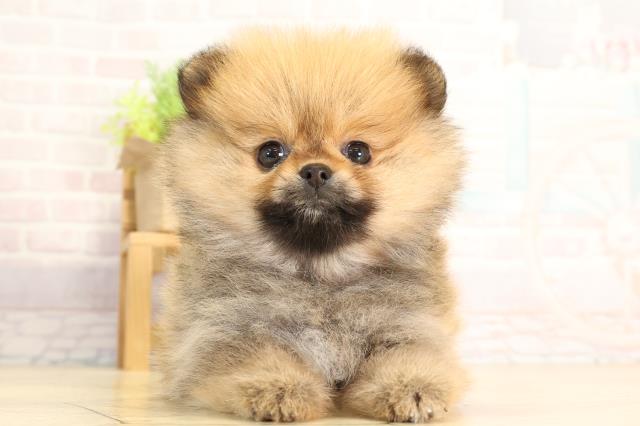 静岡県のポメラニアン (Coo&RIKU沼津店/2026年2月16日生まれ/女の子/オレンジセーブル)の子犬の1枚目の画像