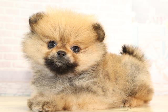 静岡県のポメラニアン (Coo&RIKU沼津店/2026年2月16日生まれ/女の子/オレンジセーブル)の子犬の3枚目の画像