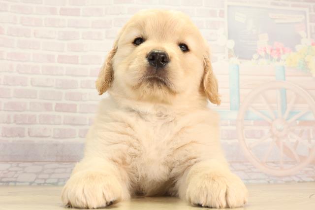 ゴールデン・レトリバー