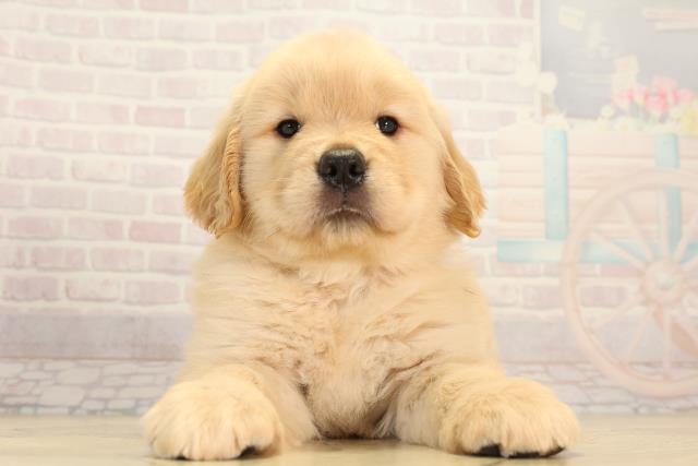 ゴールデン・レトリバー