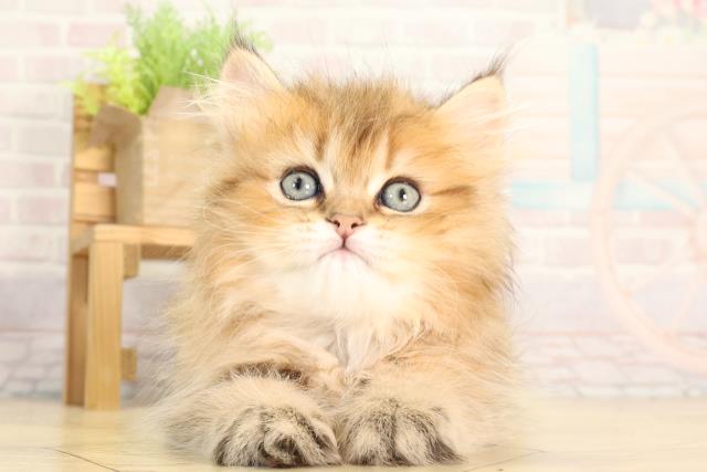 岐阜県のペルシャ (Coo&RIKU岐南店/2026年2月16日生まれ/男の子/チンチラゴールデン)の子猫の1枚目の画像