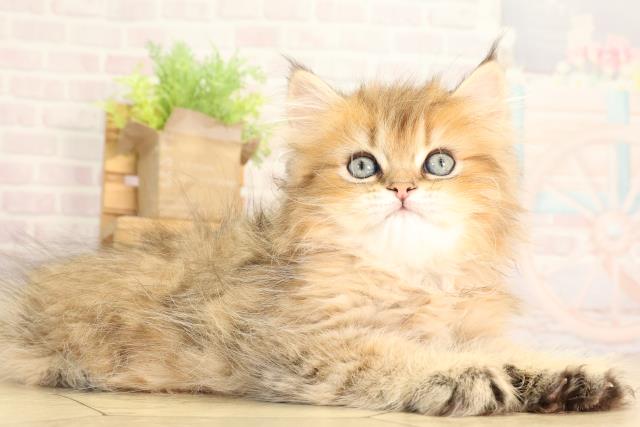 岐阜県のペルシャ (Coo&RIKU岐南店/2026年2月16日生まれ/男の子/チンチラゴールデン)の子猫の2枚目の画像