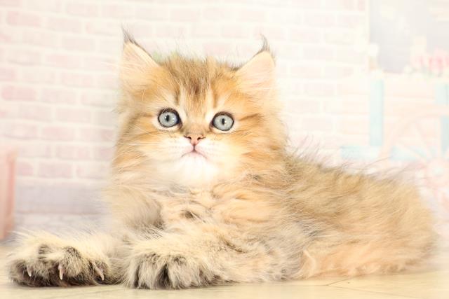 岐阜県のペルシャ (Coo&RIKU岐南店/2026年2月16日生まれ/男の子/チンチラゴールデン)の子猫の3枚目の画像