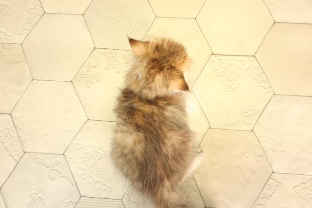 岐阜県のペルシャ (Coo&RIKU岐南店/2026年2月16日生まれ/男の子/チンチラゴールデン)の子猫の4枚目の画像