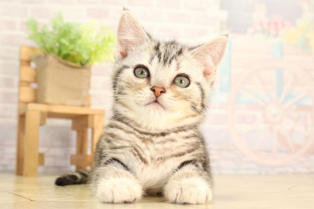 静岡県のアメリカンショートヘアー (Coo&RIKU沼津店/2026年2月10日生まれ/男の子/シルバータビー)の子猫の1枚目の画像