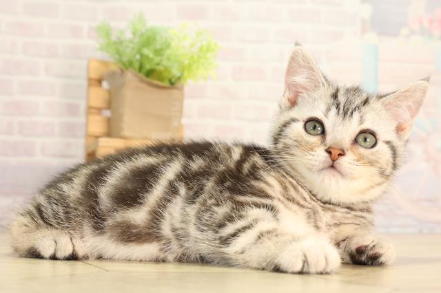 静岡県のアメリカンショートヘアー (Coo&RIKU沼津店/2026年2月10日生まれ/男の子/シルバータビー)の子猫の2枚目の画像