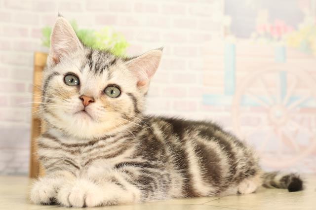 静岡県のアメリカンショートヘアー (Coo&RIKU沼津店/2026年2月10日生まれ/男の子/シルバータビー)の子猫の3枚目の画像