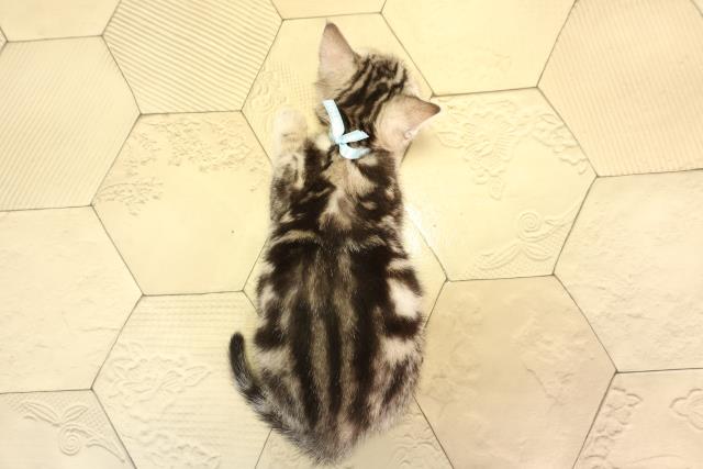 静岡県のアメリカンショートヘアー (Coo&RIKU沼津店/2026年2月10日生まれ/男の子/シルバータビー)の子猫の4枚目の画像