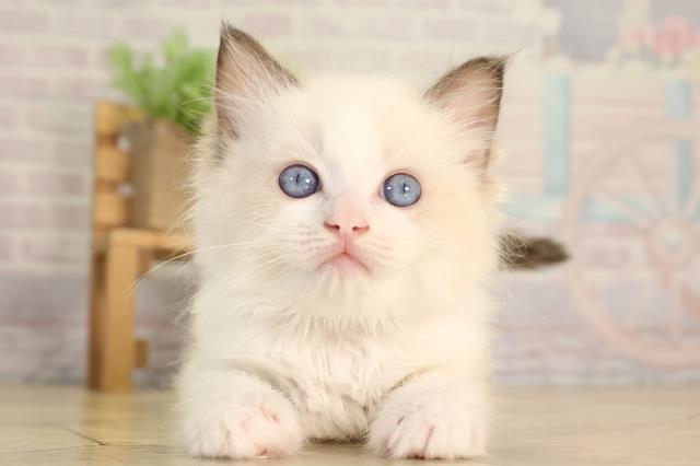 静岡県のラグドール (Coo&RIKU静岡SBS通り店/2026年2月18日生まれ/女の子/シールポイントバイカラー)の子猫の1枚目の画像