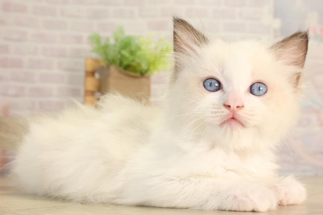 静岡県のラグドール (Coo&RIKU静岡SBS通り店/2026年2月18日生まれ/女の子/シールポイントバイカラー)の子猫の2枚目の画像