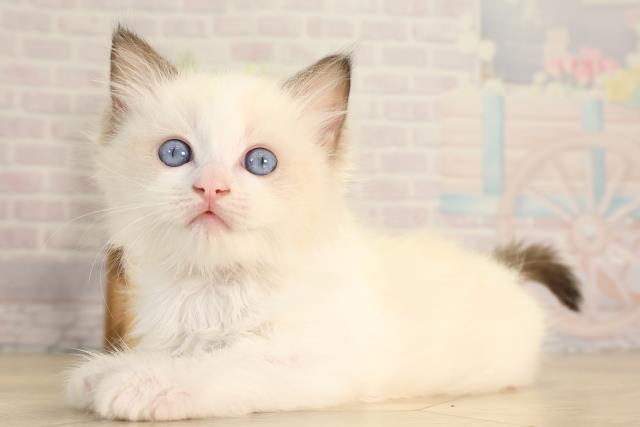 静岡県のラグドール (Coo&RIKU静岡SBS通り店/2026年2月18日生まれ/女の子/シールポイントバイカラー)の子猫の3枚目の画像