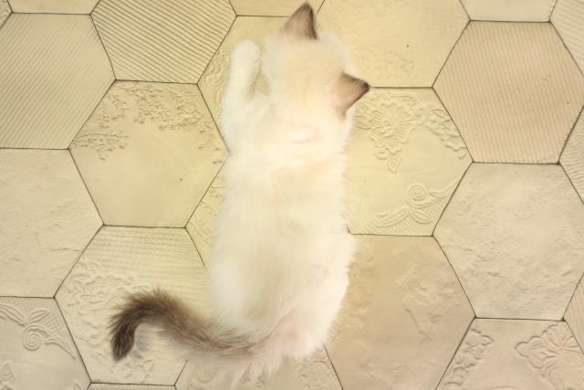 静岡県のラグドール (Coo&RIKU静岡SBS通り店/2026年2月18日生まれ/女の子/シールポイントバイカラー)の子猫の4枚目の画像