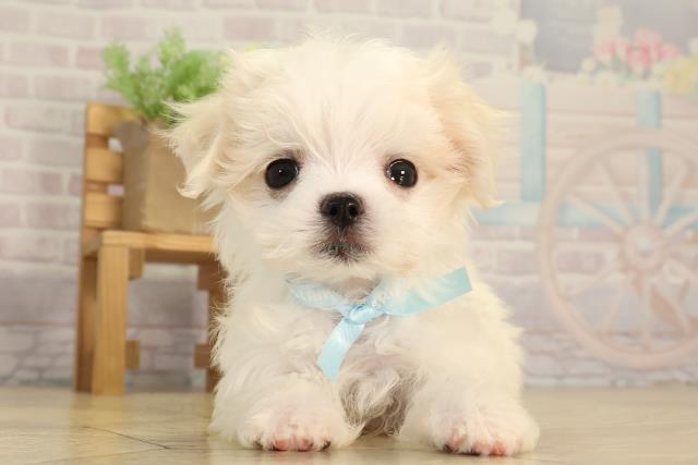 東京都のマルチーズ (Coo&RIKU武蔵小山店/2026年2月16日生まれ/男の子/ホワイト)の子犬の1枚目の画像