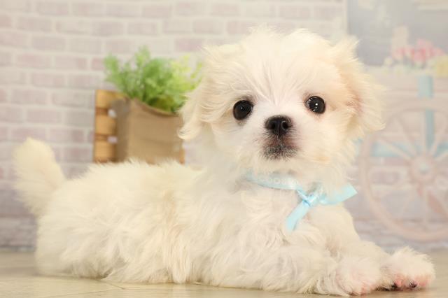 東京都のマルチーズ (Coo&RIKU武蔵小山店/2026年2月16日生まれ/男の子/ホワイト)の子犬の2枚目の画像