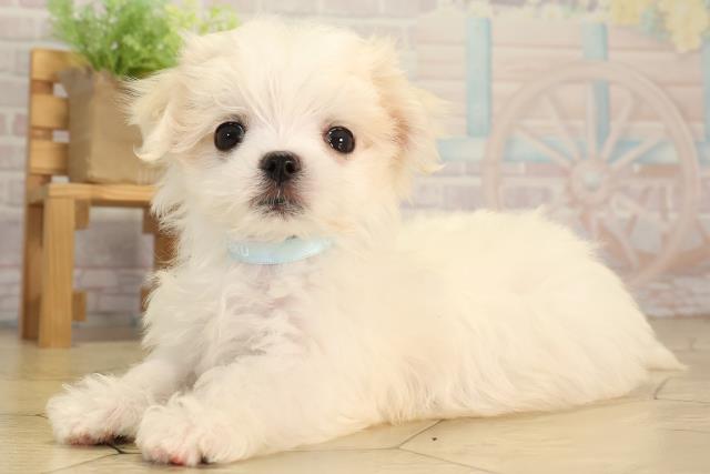 東京都のマルチーズ (Coo&RIKU武蔵小山店/2026年2月16日生まれ/男の子/ホワイト)の子犬の3枚目の画像