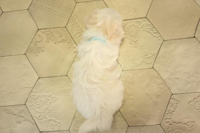 東京都のマルチーズ (Coo&RIKU武蔵小山店/2026年2月16日生まれ/男の子/ホワイト)の子犬の4枚目の画像