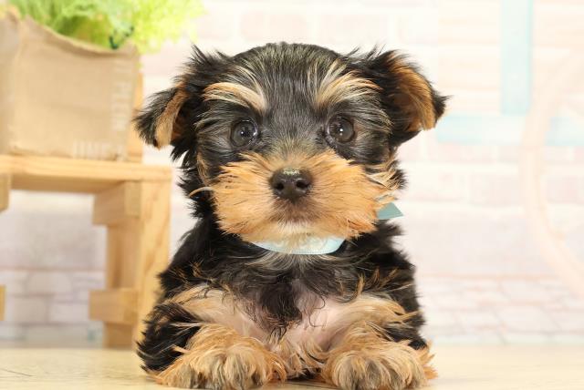 東京都のヨークシャーテリア (Coo&RIKU立川店/2026年2月17日生まれ/男の子/スチールブルータン)の子犬の1枚目の画像