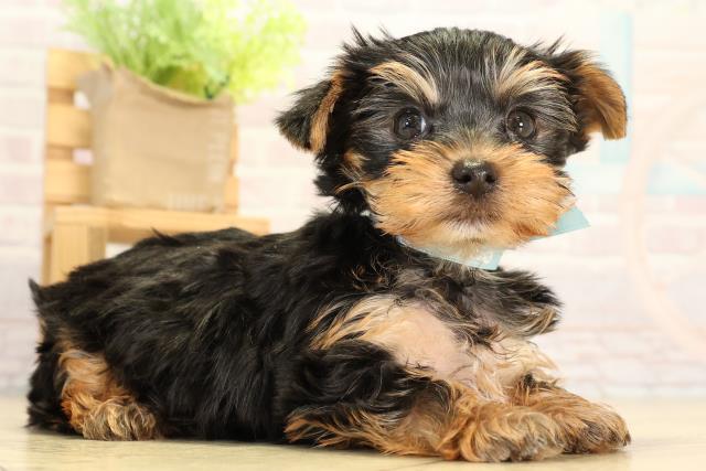 東京都のヨークシャーテリア (Coo&RIKU立川店/2026年2月17日生まれ/男の子/スチールブルータン)の子犬の2枚目の画像