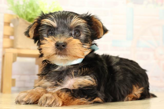 東京都のヨークシャーテリア (Coo&RIKU立川店/2026年2月17日生まれ/男の子/スチールブルータン)の子犬の3枚目の画像