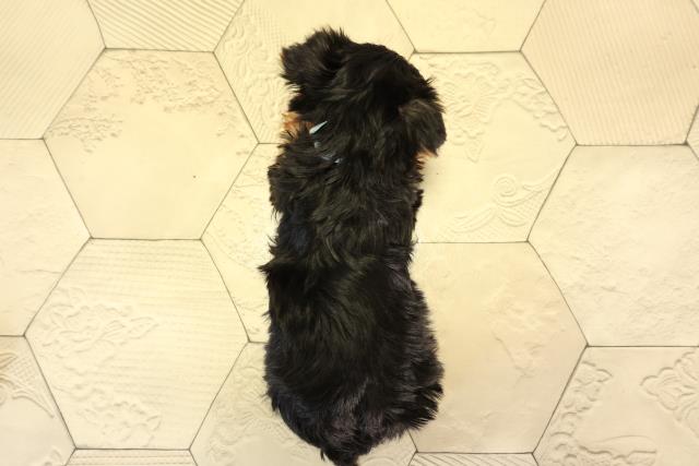 東京都のヨークシャーテリア (Coo&RIKU立川店/2026年2月17日生まれ/男の子/スチールブルータン)の子犬の4枚目の画像