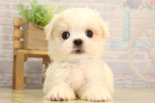 東京都のマルチーズ (Coo&RIKU池袋西口店/2026年2月15日生まれ/男の子/ホワイト)の子犬の1枚目の画像