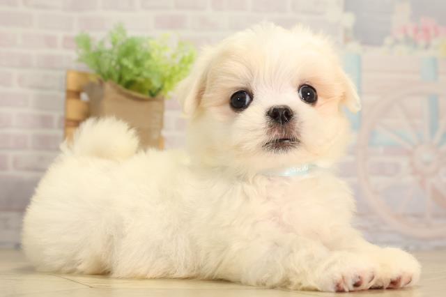 東京都のマルチーズ (Coo&RIKU池袋西口店/2026年2月15日生まれ/男の子/ホワイト)の子犬の2枚目の画像