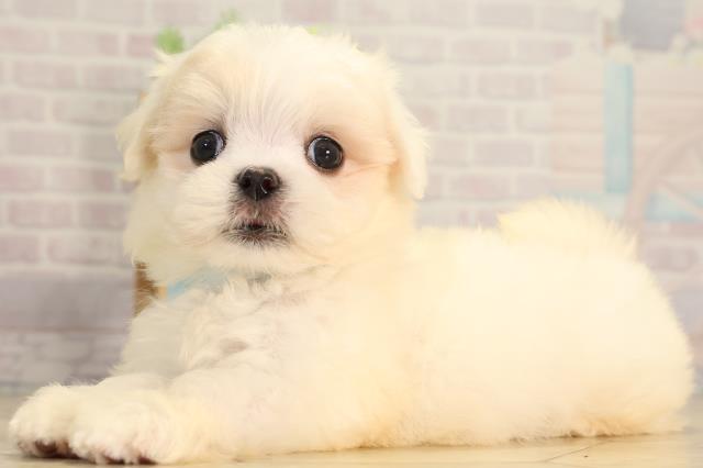 東京都のマルチーズ (Coo&RIKU池袋西口店/2026年2月15日生まれ/男の子/ホワイト)の子犬の3枚目の画像