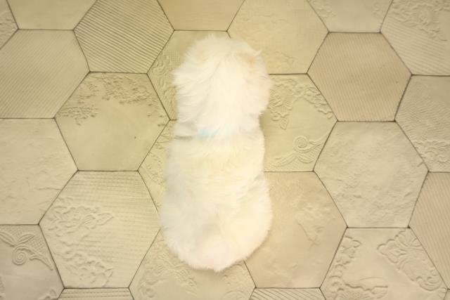 東京都のマルチーズ (Coo&RIKU池袋西口店/2026年2月15日生まれ/男の子/ホワイト)の子犬の4枚目の画像