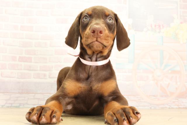 岐阜県のドーベルマン (Coo&RIKU岐南店/2026年2月16日生まれ/女の子/チョコレートタン)の子犬の1枚目の画像
