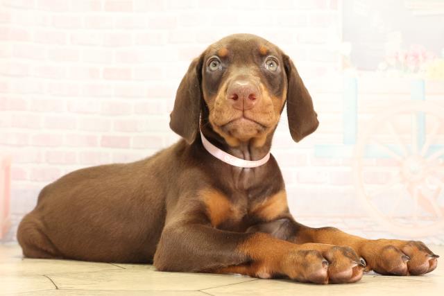 岐阜県のドーベルマン (Coo&RIKU岐南店/2026年2月16日生まれ/女の子/チョコレートタン)の子犬の2枚目の画像