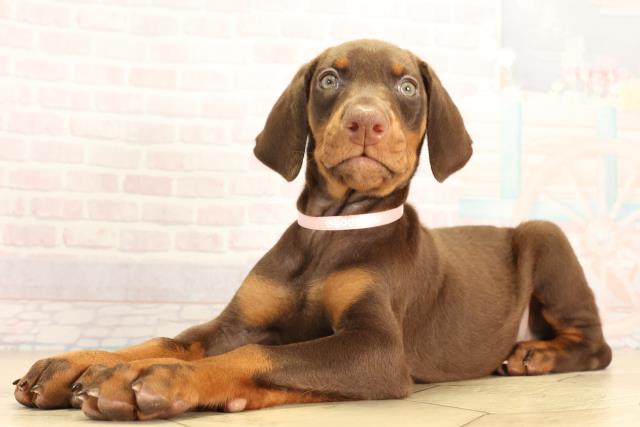 岐阜県のドーベルマン (Coo&RIKU岐南店/2026年2月16日生まれ/女の子/チョコレートタン)の子犬の3枚目の画像