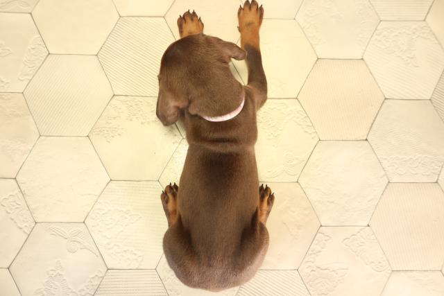 岐阜県のドーベルマン (Coo&RIKU岐南店/2026年2月16日生まれ/女の子/チョコレートタン)の子犬の4枚目の画像