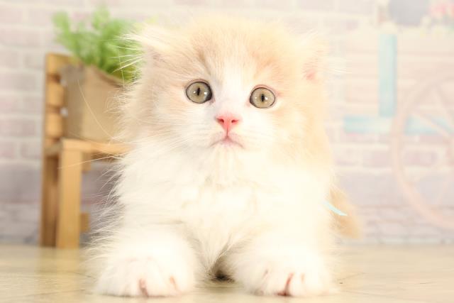 静岡県のスコティッシュフォールド (Coo&RIKU浜松店/2026年2月15日生まれ/男の子/クリームタビーホワイト)の子猫の1枚目の画像