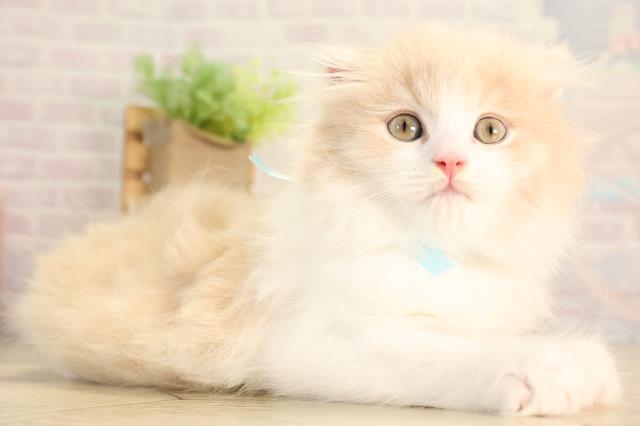 静岡県のスコティッシュフォールド (Coo&RIKU浜松店/2026年2月15日生まれ/男の子/クリームタビーホワイト)の子猫の2枚目の画像