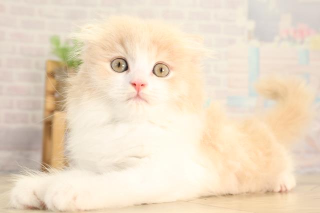 静岡県のスコティッシュフォールド (Coo&RIKU浜松店/2026年2月15日生まれ/男の子/クリームタビーホワイト)の子猫の3枚目の画像