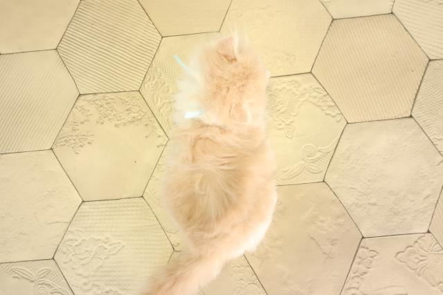 静岡県のスコティッシュフォールド (Coo&RIKU浜松店/2026年2月15日生まれ/男の子/クリームタビーホワイト)の子猫の4枚目の画像