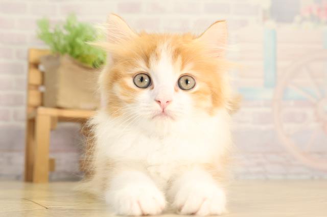 岐阜県のスコティッシュストレート (Coo&RIKU各務原店/2026年2月15日生まれ/男の子/レッドタビーホワイト)の子猫の1枚目の画像