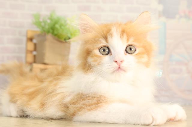 岐阜県のスコティッシュストレート (Coo&RIKU各務原店/2026年2月15日生まれ/男の子/レッドタビーホワイト)の子猫の2枚目の画像