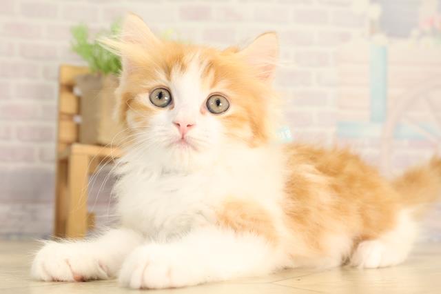 岐阜県のスコティッシュストレート (Coo&RIKU各務原店/2026年2月15日生まれ/男の子/レッドタビーホワイト)の子猫の3枚目の画像