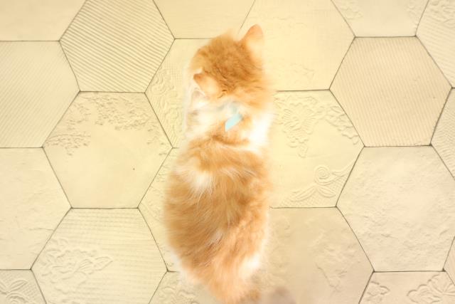 岐阜県のスコティッシュストレート (Coo&RIKU各務原店/2026年2月15日生まれ/男の子/レッドタビーホワイト)の子猫の4枚目の画像