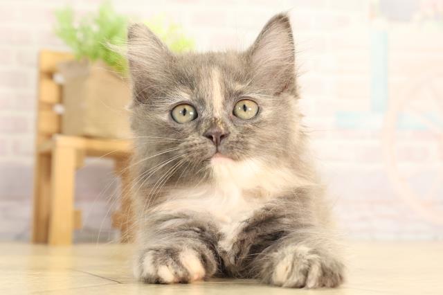 愛知県のミヌエット (Coo&RIKU東海一宮店/2026年2月10日生まれ/女の子/ダイリュートキャリコ)の子猫の1枚目の画像